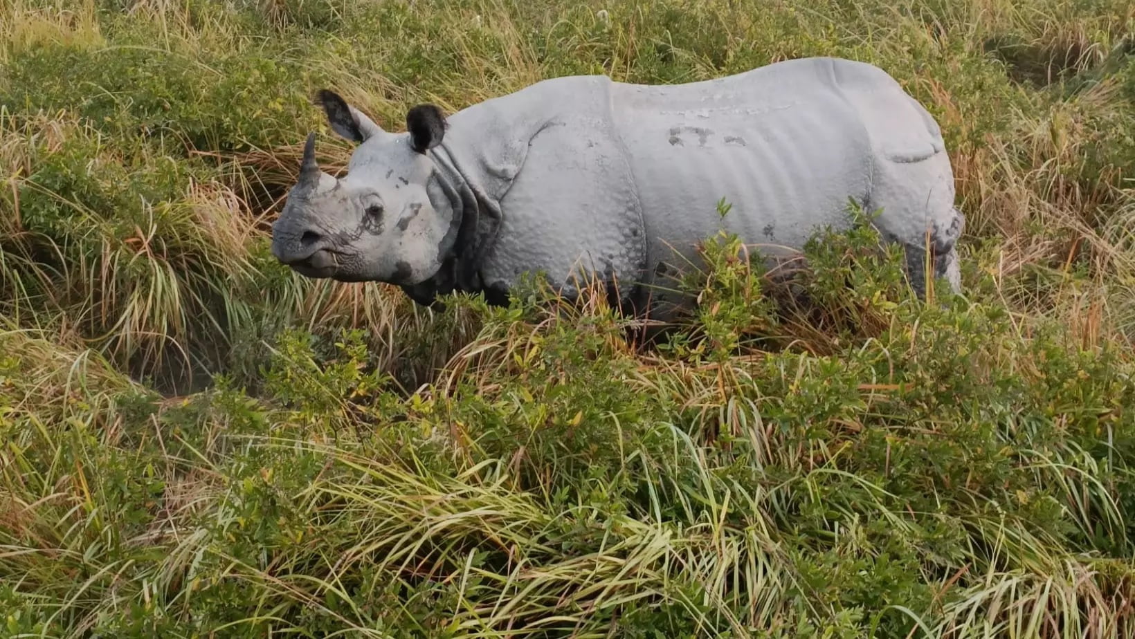 In Assam's Kaziranga National Park, two officers were attacked by a rhinoceros, the injured were admitted to hospital