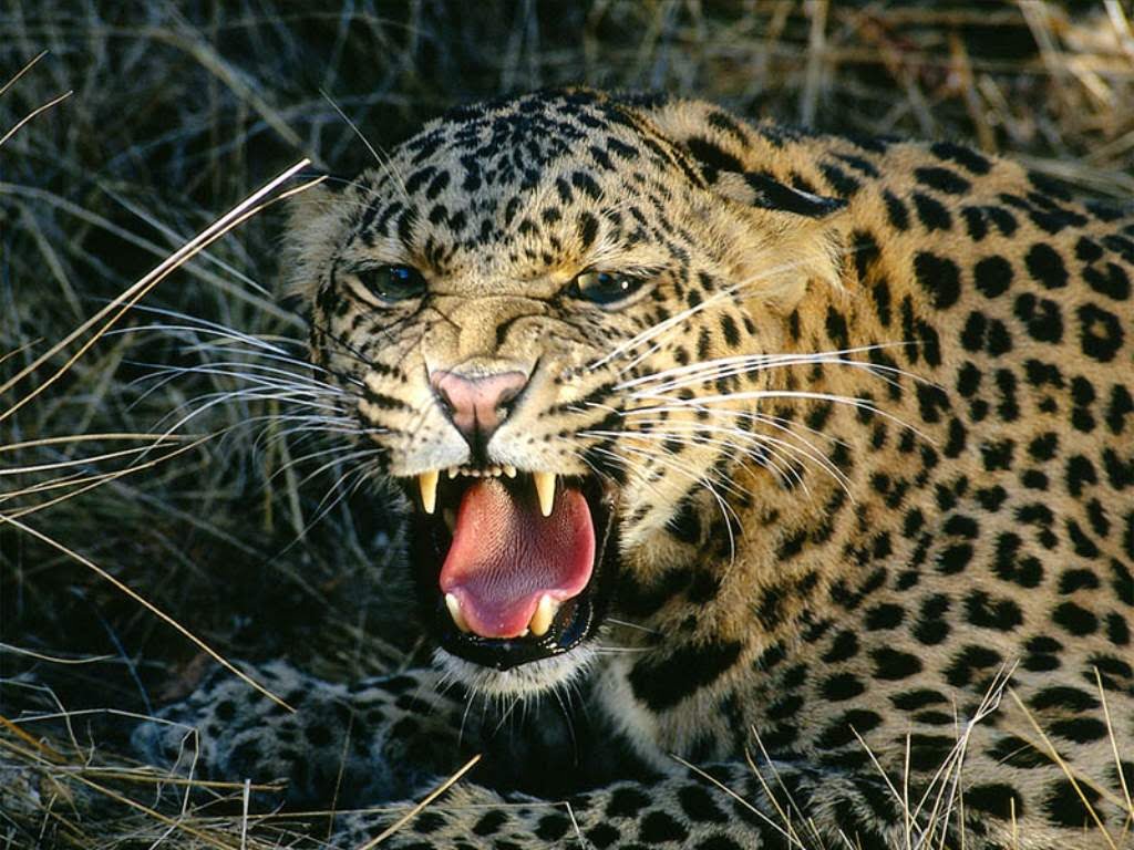 The number of leopards in the country increased