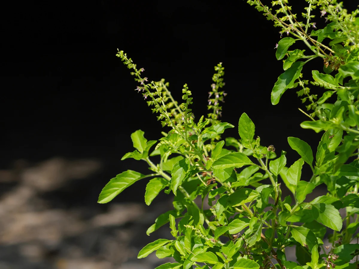 There are 5 types of basil Know which Tulsi worship at home will lead to the arrival of Mother Lakshmi