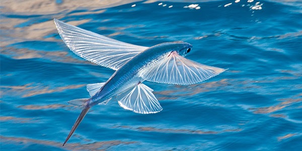 know amazing facts of flying fish that will surprise you2