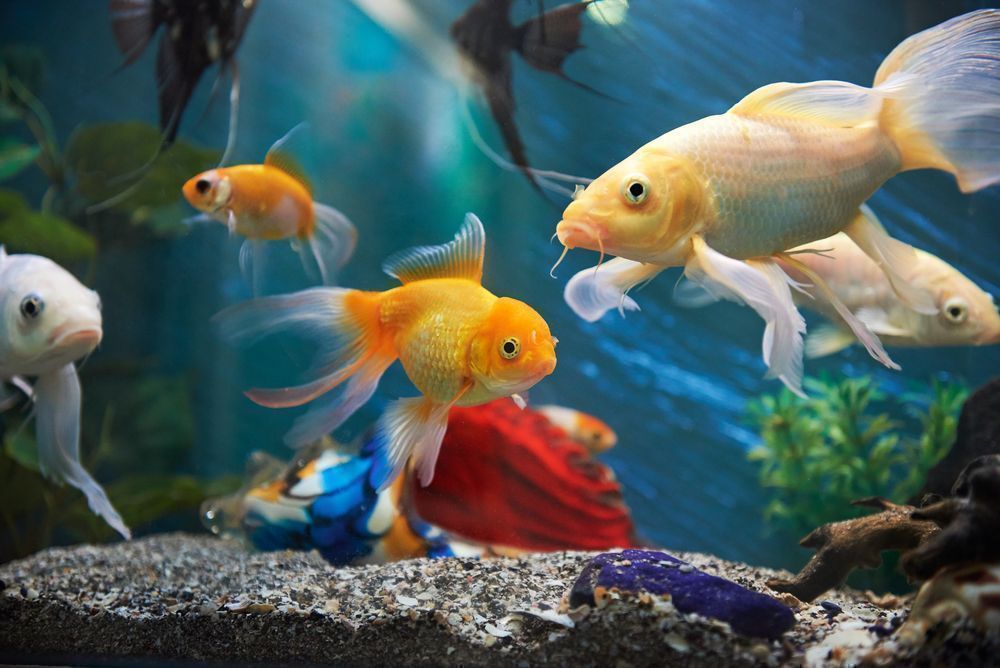 According to Vastu know the benefits of having a fish aquarium at home 1