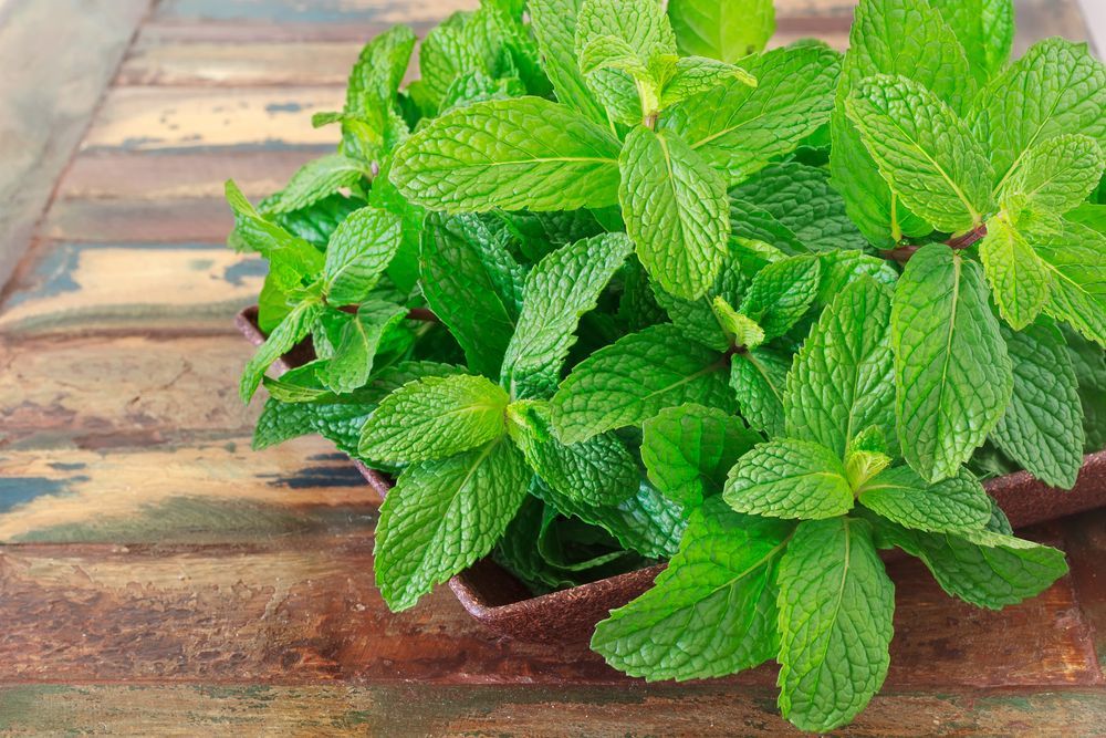 Eating mint leaves daily has many benefits 1