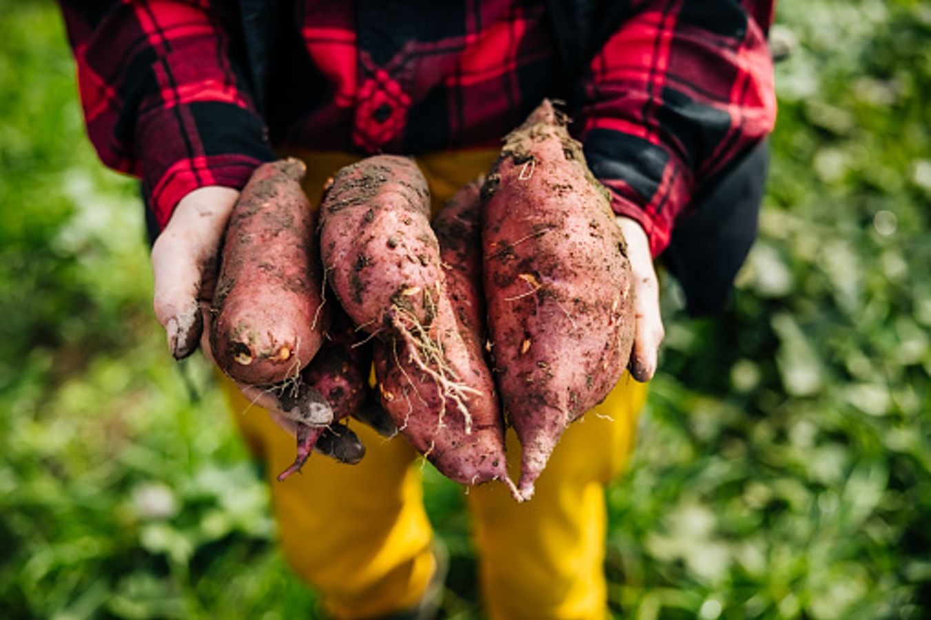 know how to buy fresh sweet potatoes buying tips meethi aur fresh shakarkand kharidne ke tips1