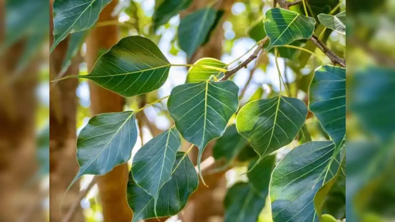 new year 2025 hang peepal leaves toran at the main entrance of home for prosperity1