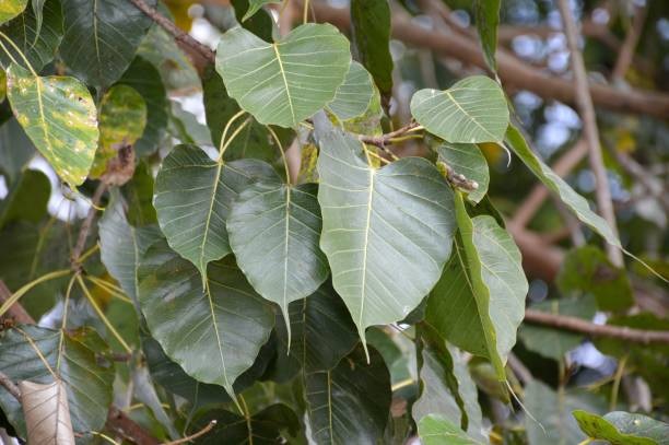 new year 2025 hang peepal leaves toran at the main entrance of home for prosperity2