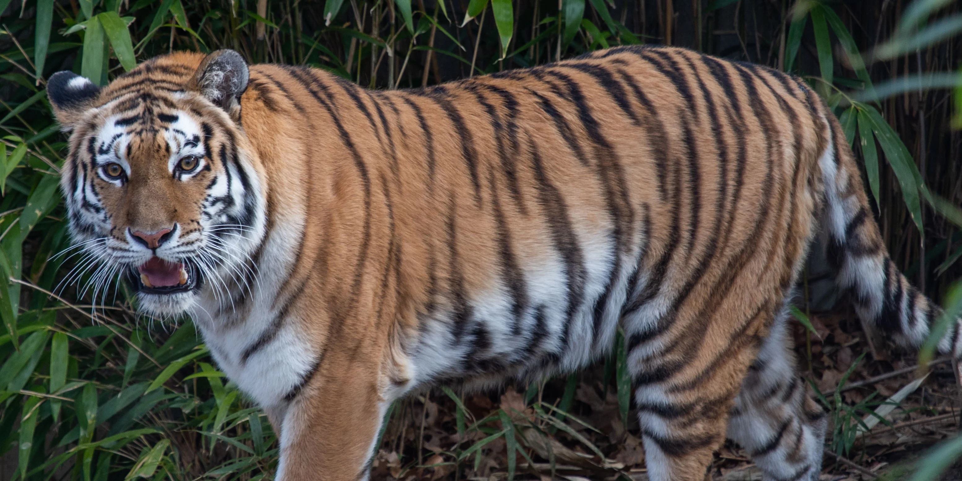 A tiger caught in Chandrapur Maharashtra made so many people its prey