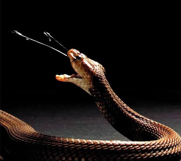 The venomous spitting snake which can blind from a distance of 9 feet is among the most venomous snakes on earth. 01