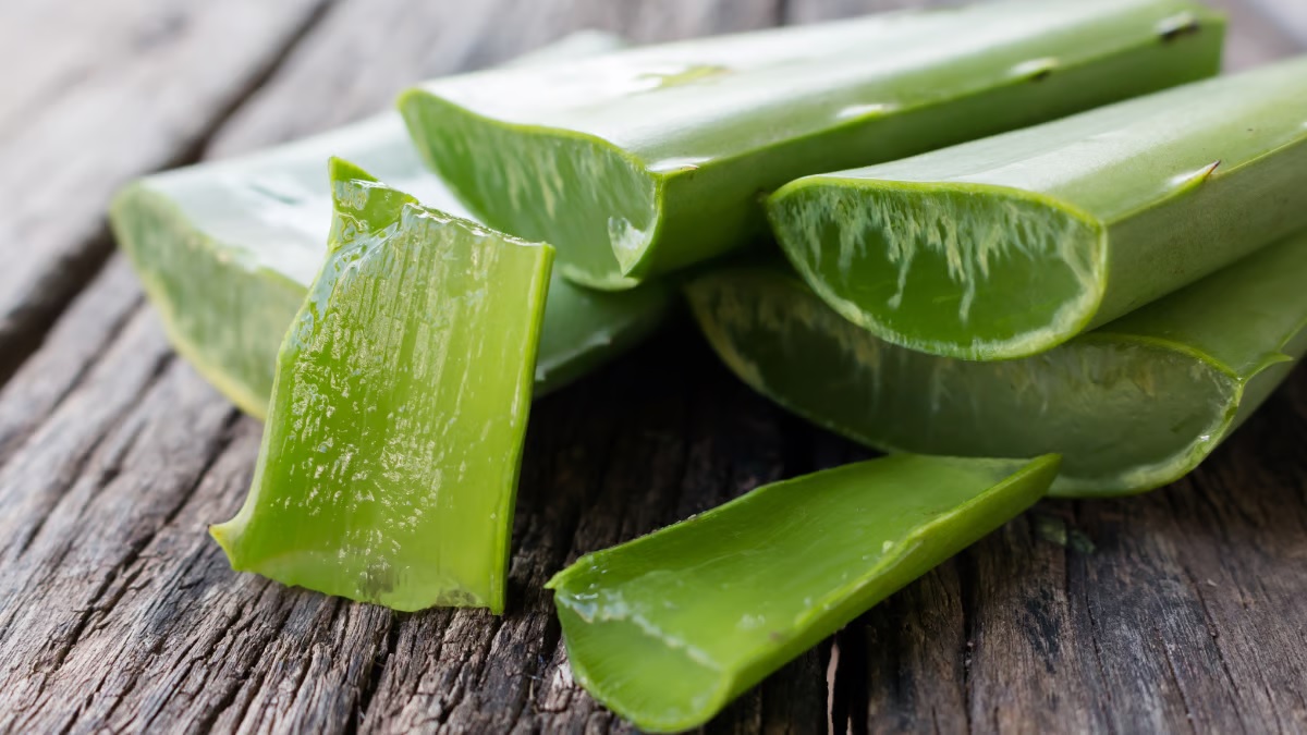 benefits of aloe vera during summer 1