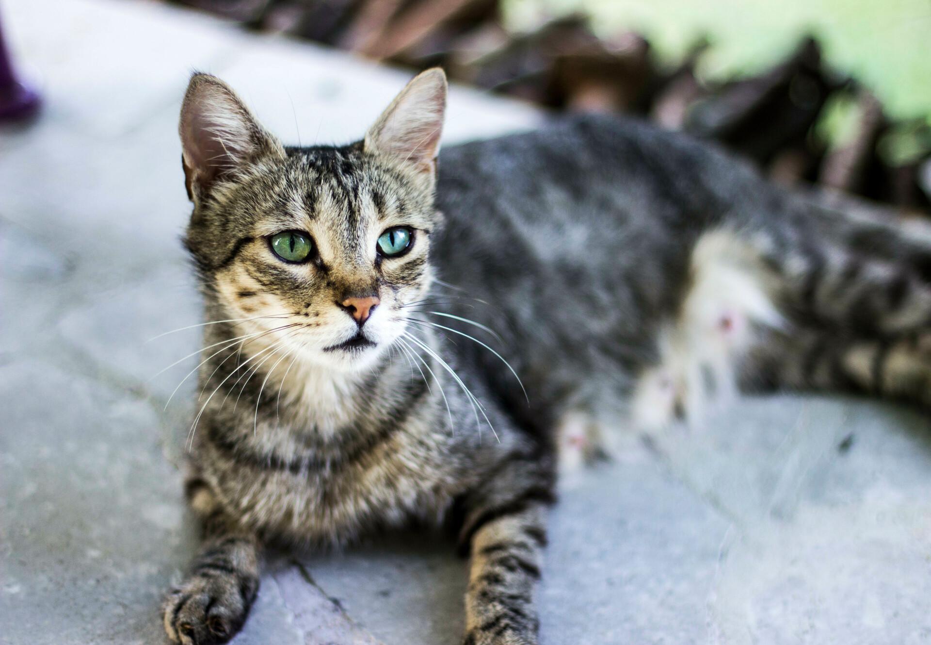 mystic cat adopted by care home predicted over 100 residents deaths 1