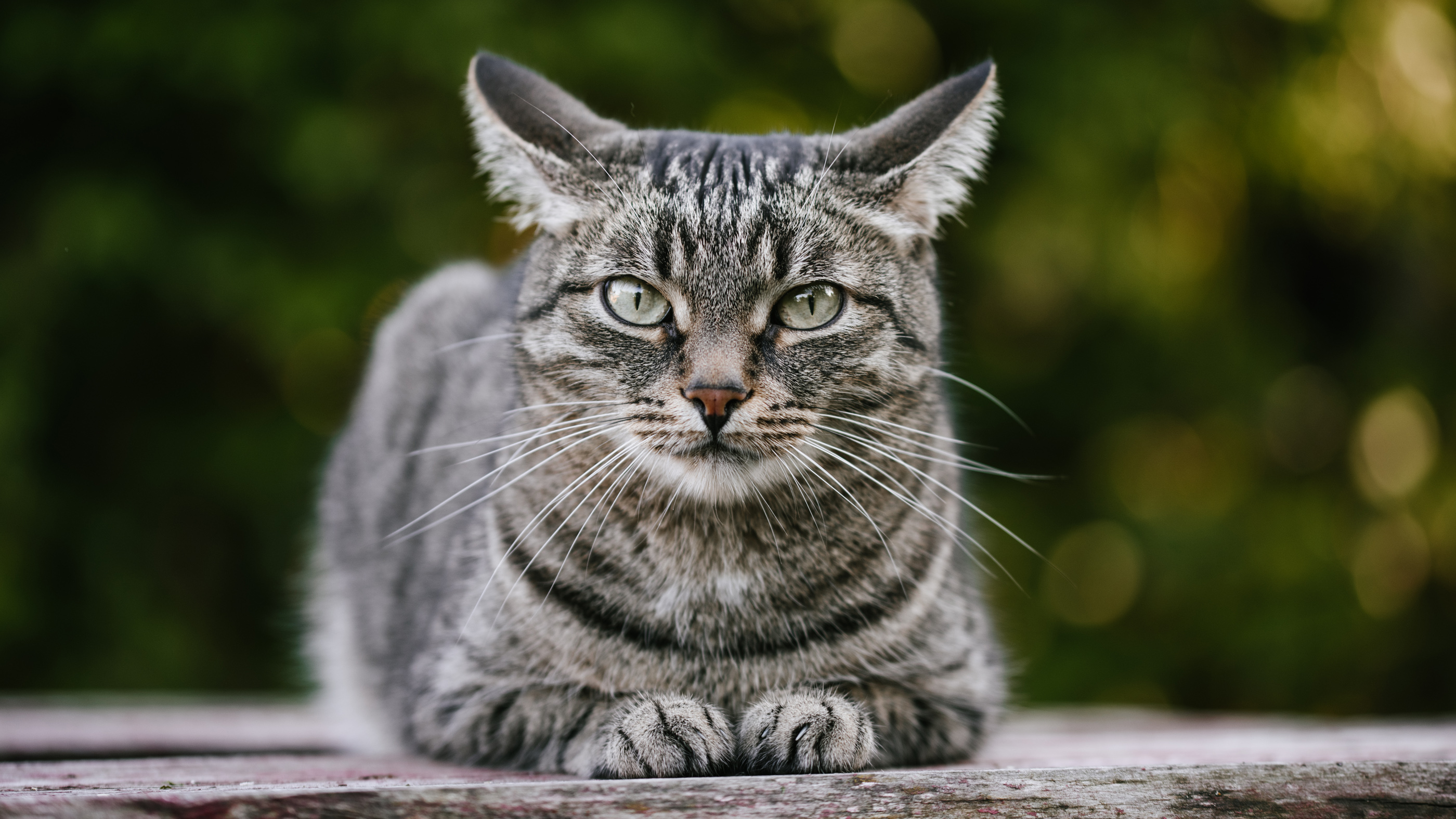 mystic cat adopted by care home predicted over 100 residents deaths 2