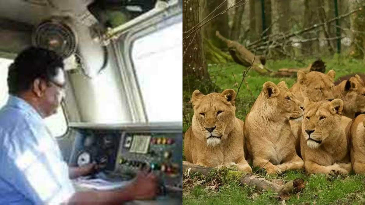 The lions were barking on the railway track thus the pilot saved his life 1