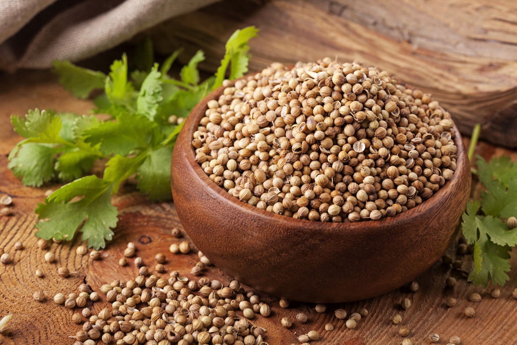 coriander leaves and seeds reduces wrinkles increase 01