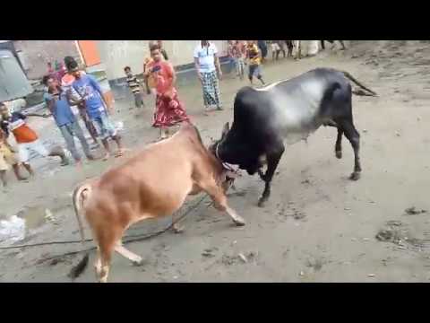 cows fighting on road cause shocking death of court employee 2