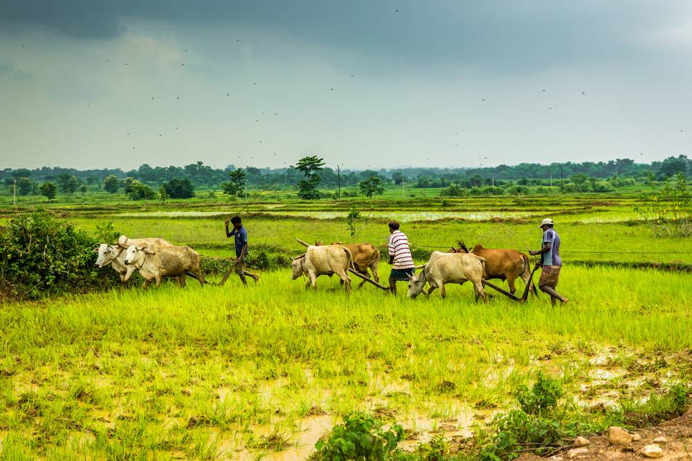 farmers loan up to rs 2 lakh waived telangana state government made big announcement 2