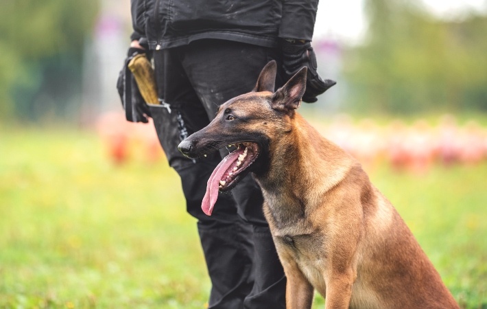 hmedabad rural police saved a newborn with the help of a heroic dog 2