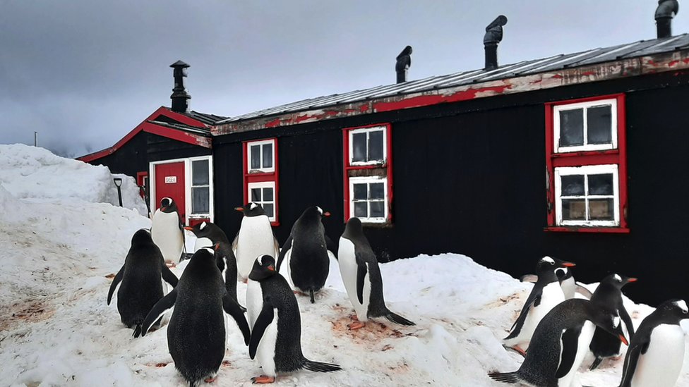 most remote post office in the world is on isolated island surrounded by penguins 1