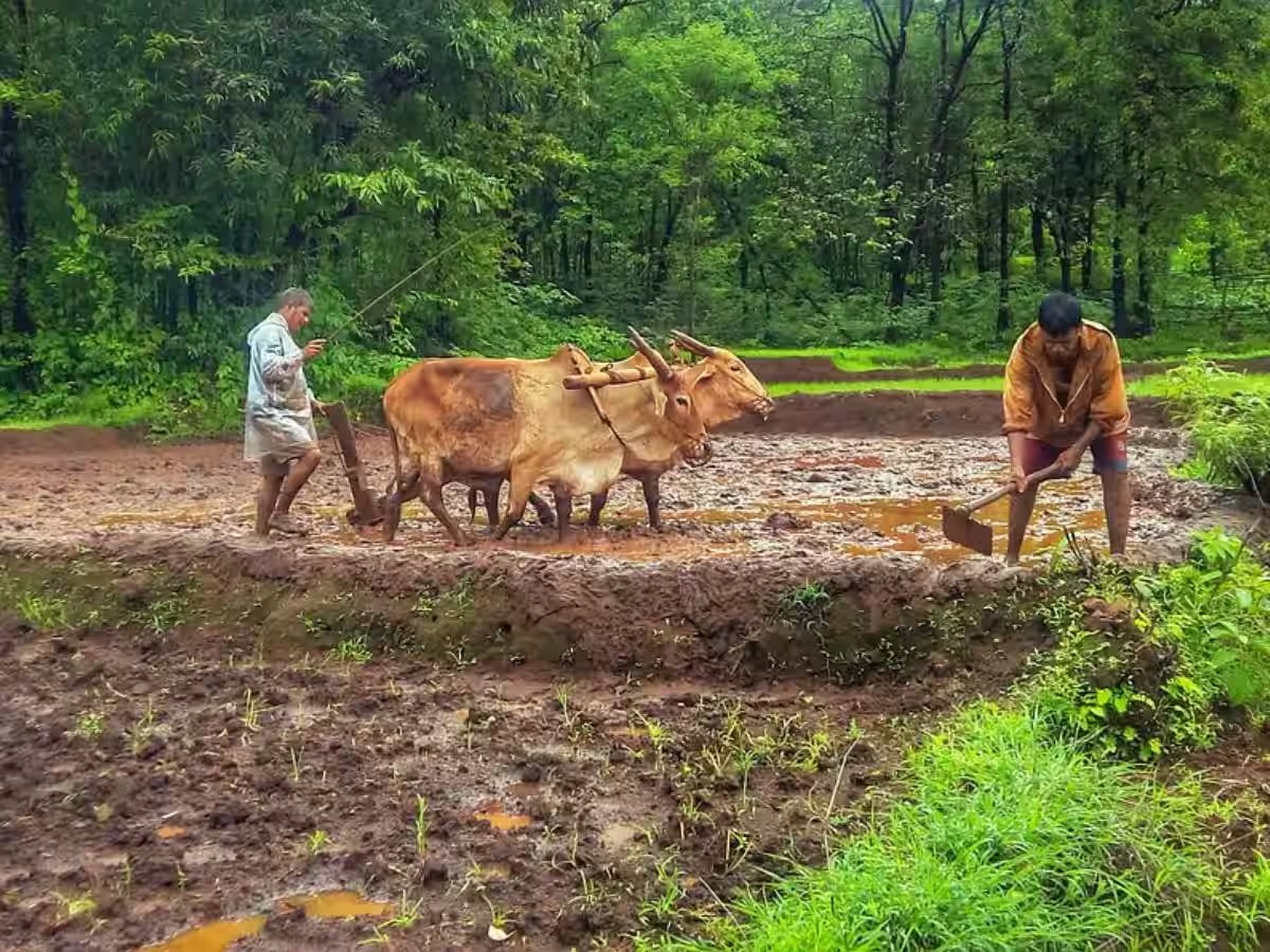 pm kisan yojana 17th installment will be credited farmers account on 18th june2