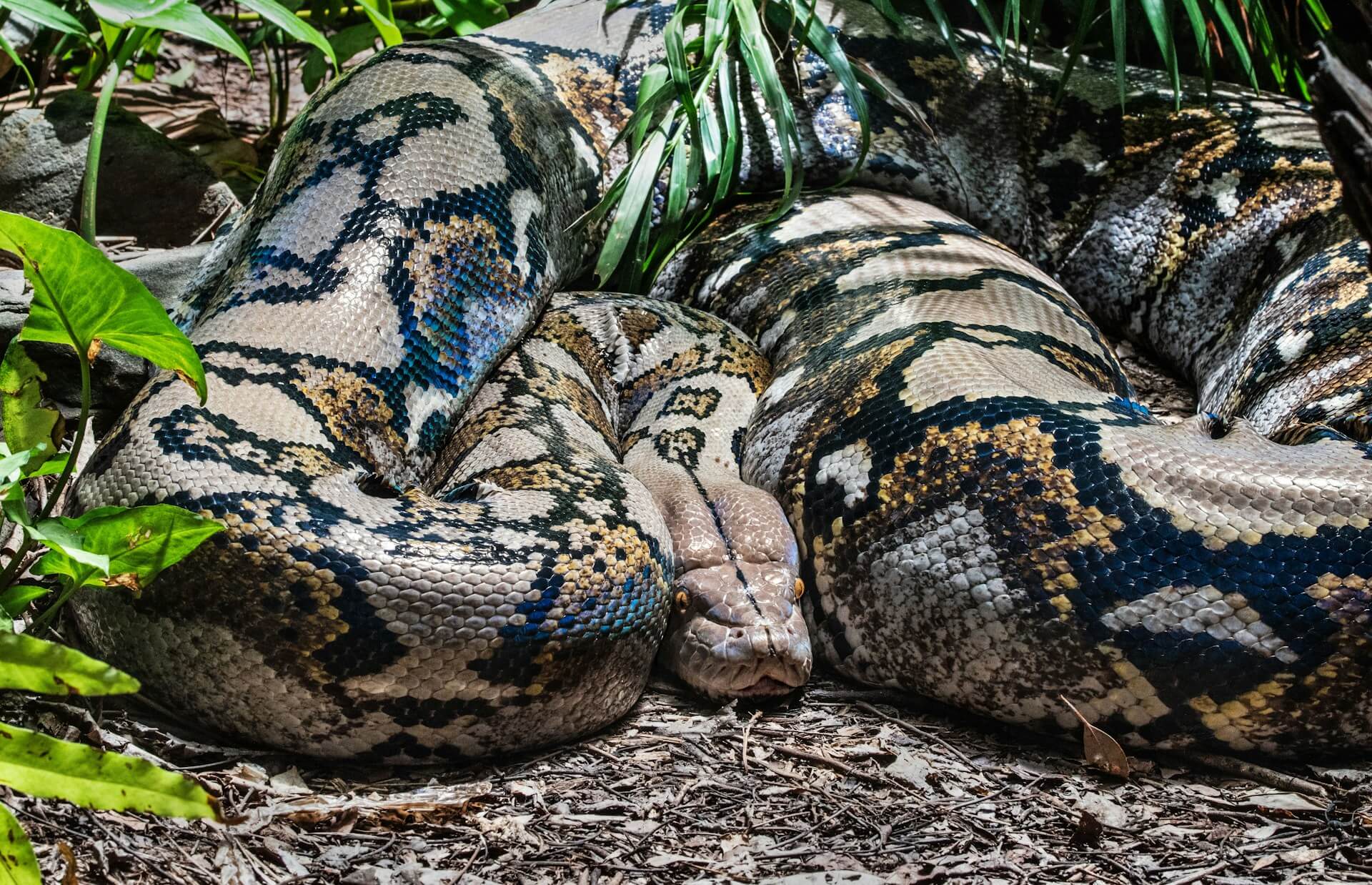 python swallowed the woman completely people were shocked when it was taken out bod2