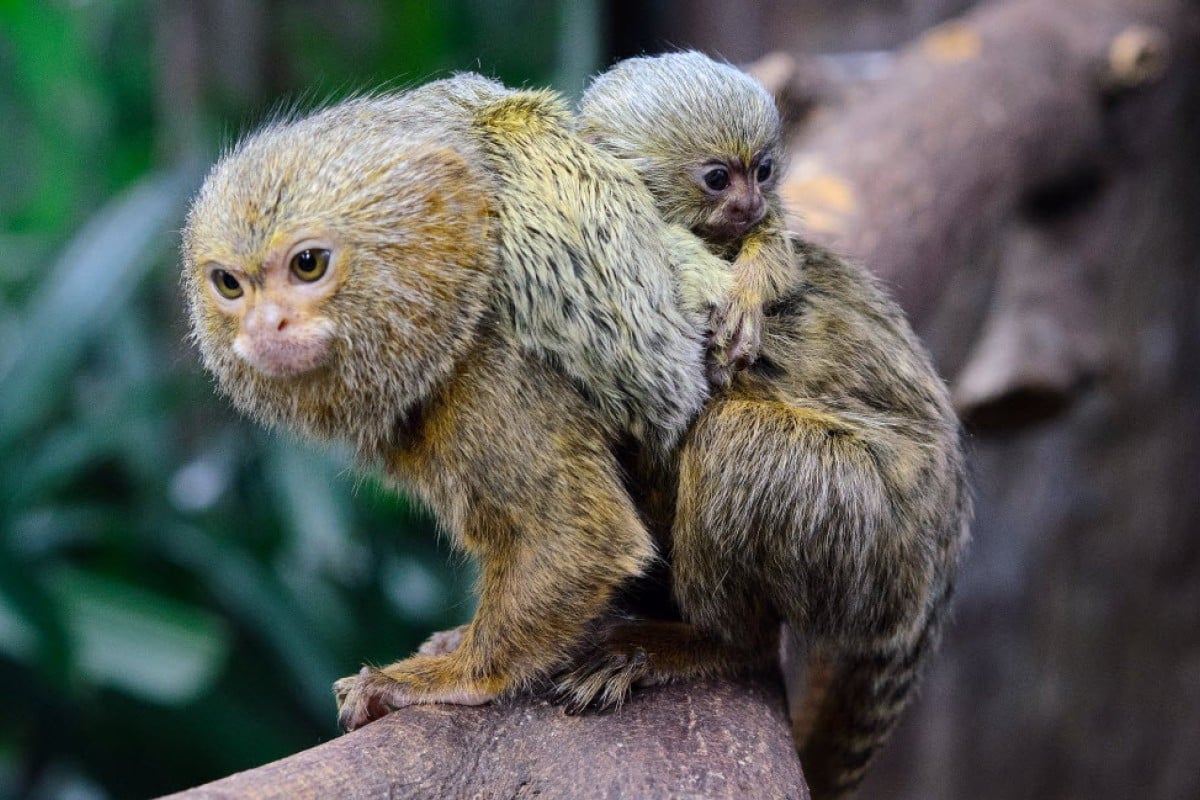 smallest monkey in the world has cute twins each weighing 15 gm onl1