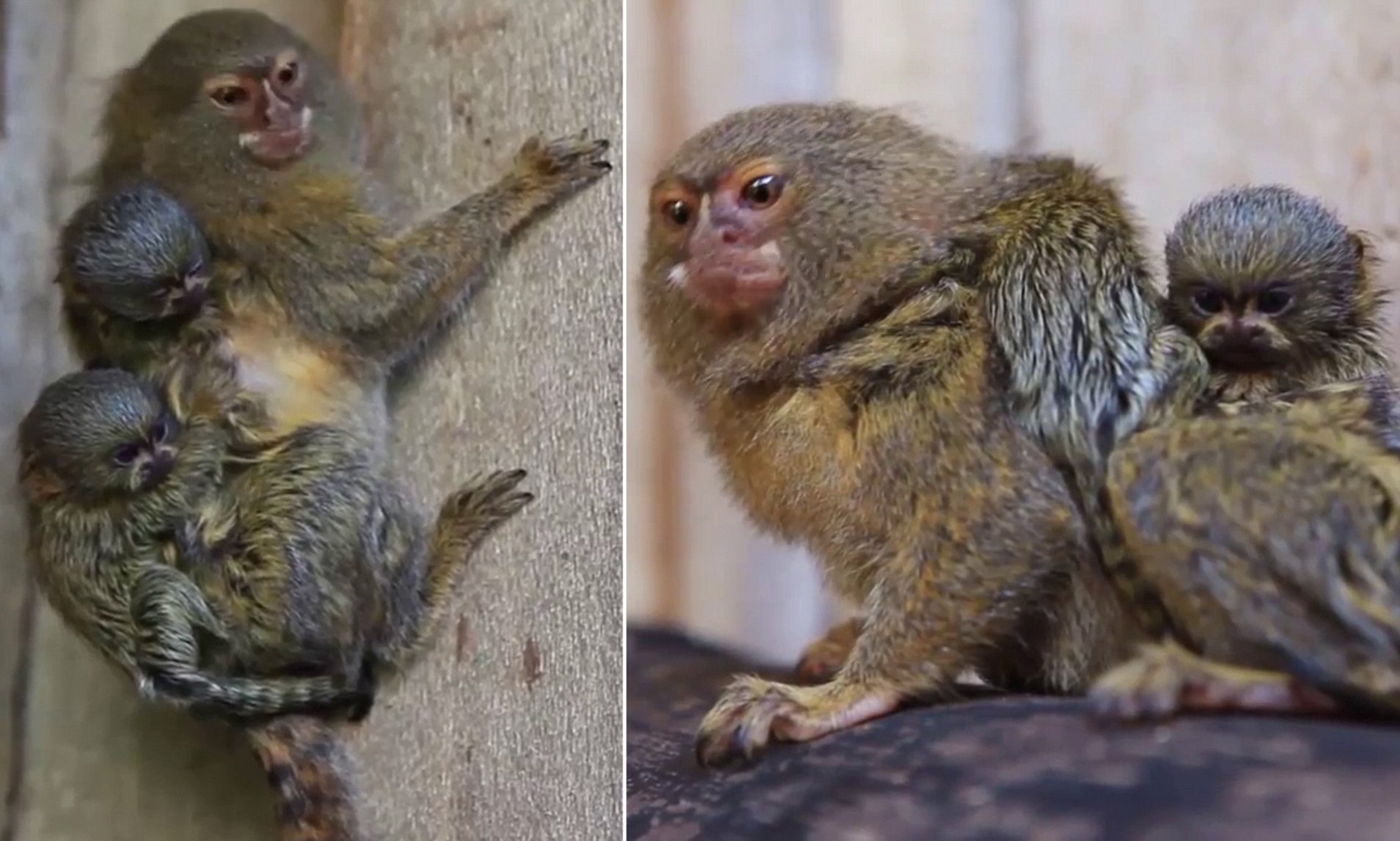 smallest monkey in the world has cute twins each weighing 15 gm onl2