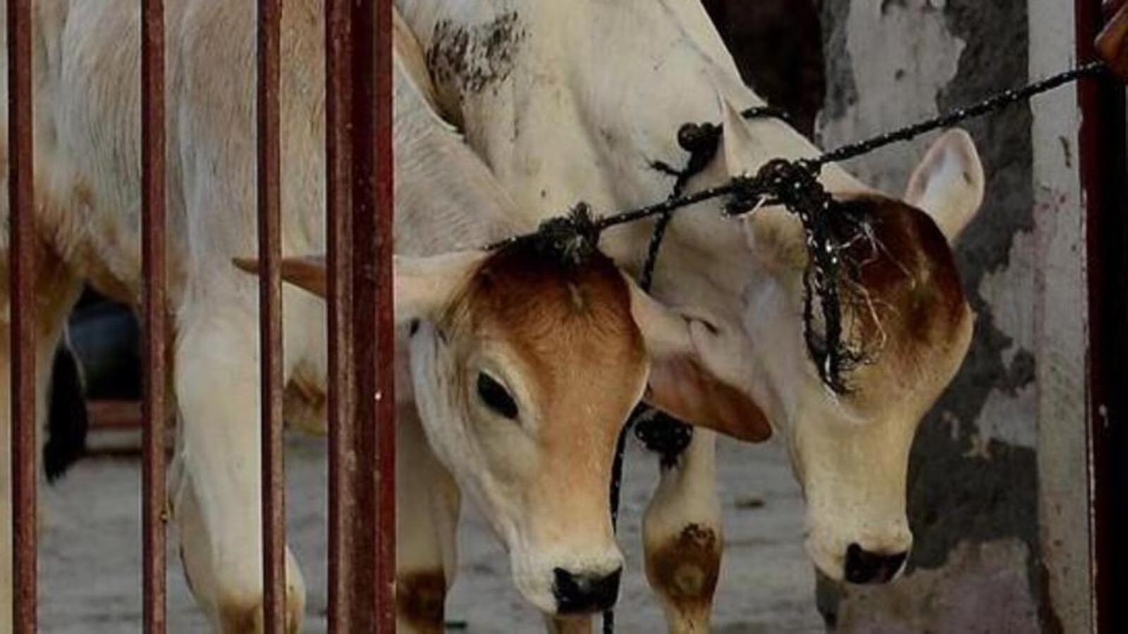 telangana violent clash between two communities in medak people injured in dispute over cow smuggling1