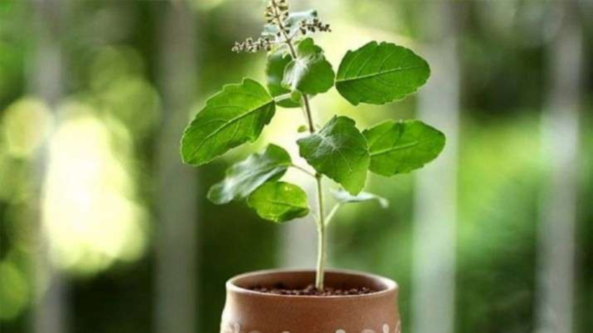 vastu tips for plants can we keep tulsi in the kitchen1