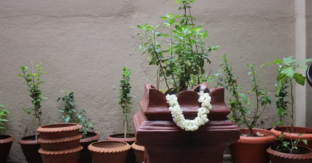 vastu tips for plants can we keep tulsi in the kitchen2