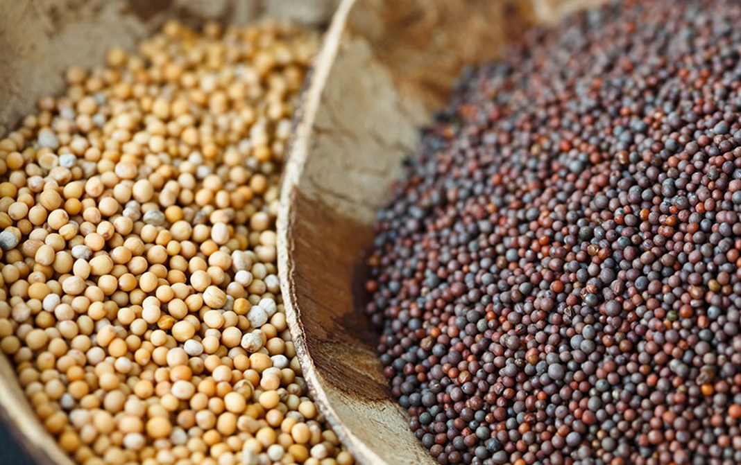 what the difference between rai and mustard seeds2