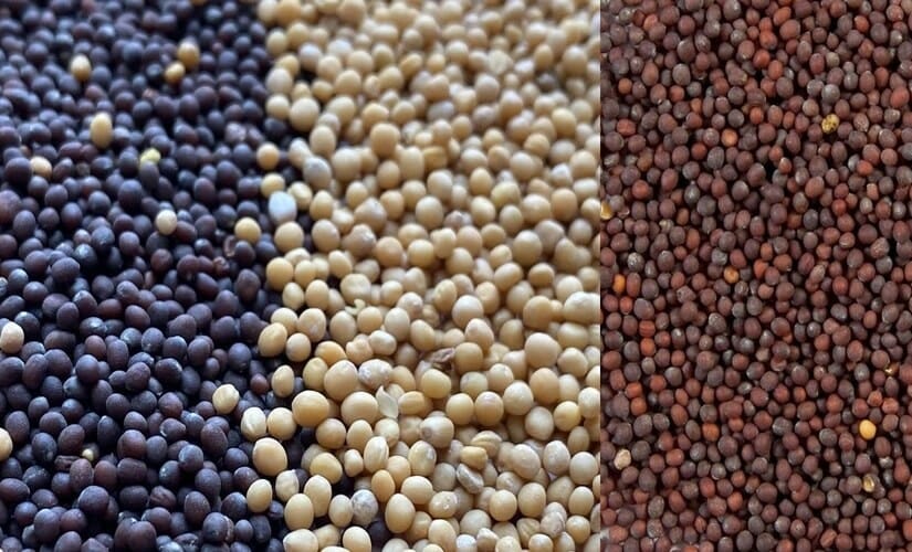 what the difference between rai and mustard seeds3