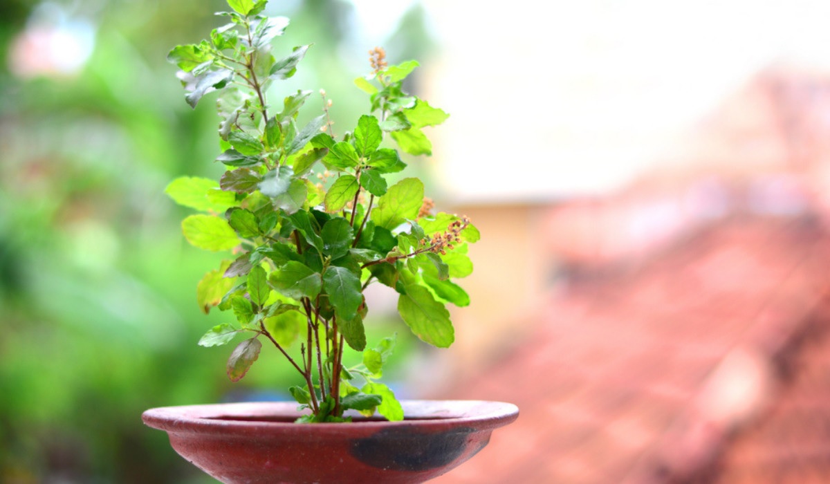 There are 5 types of basil Know which Tulsi worship at home will lead to the arrival of Mother Lakshmi 01