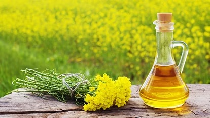 how to test the purity of mustard oil adulteration 1