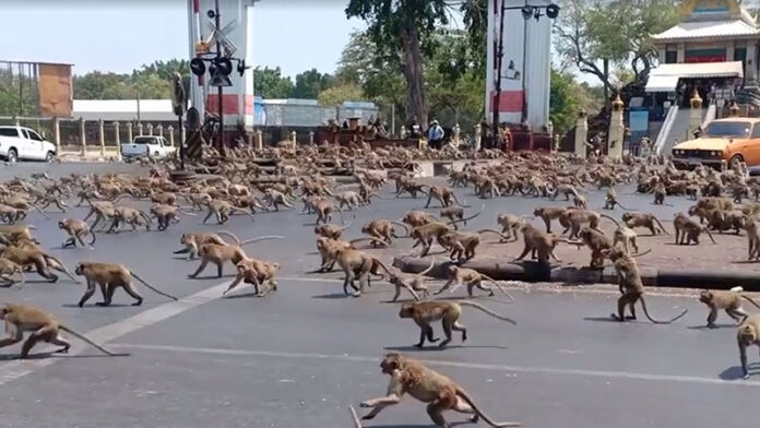 monkey city of thailand terrified by brutal macaque gangs now have special control plans 1