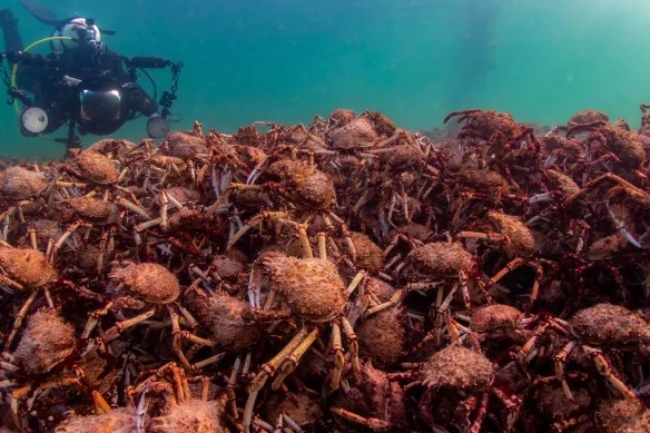 spider crabs in huge amount found on beach people worried 1