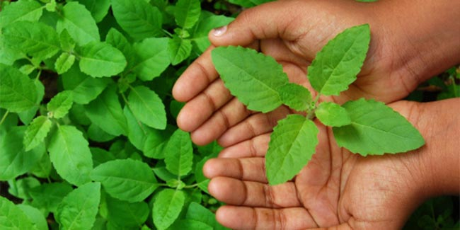 tulsi ke patte in diabetes magical effect of holy basil tea in blood sugar control best home remedy 1