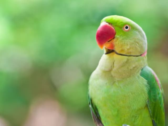 vastu tips for parrot keeping parrot at home is auspicious or not know vastu tips 1