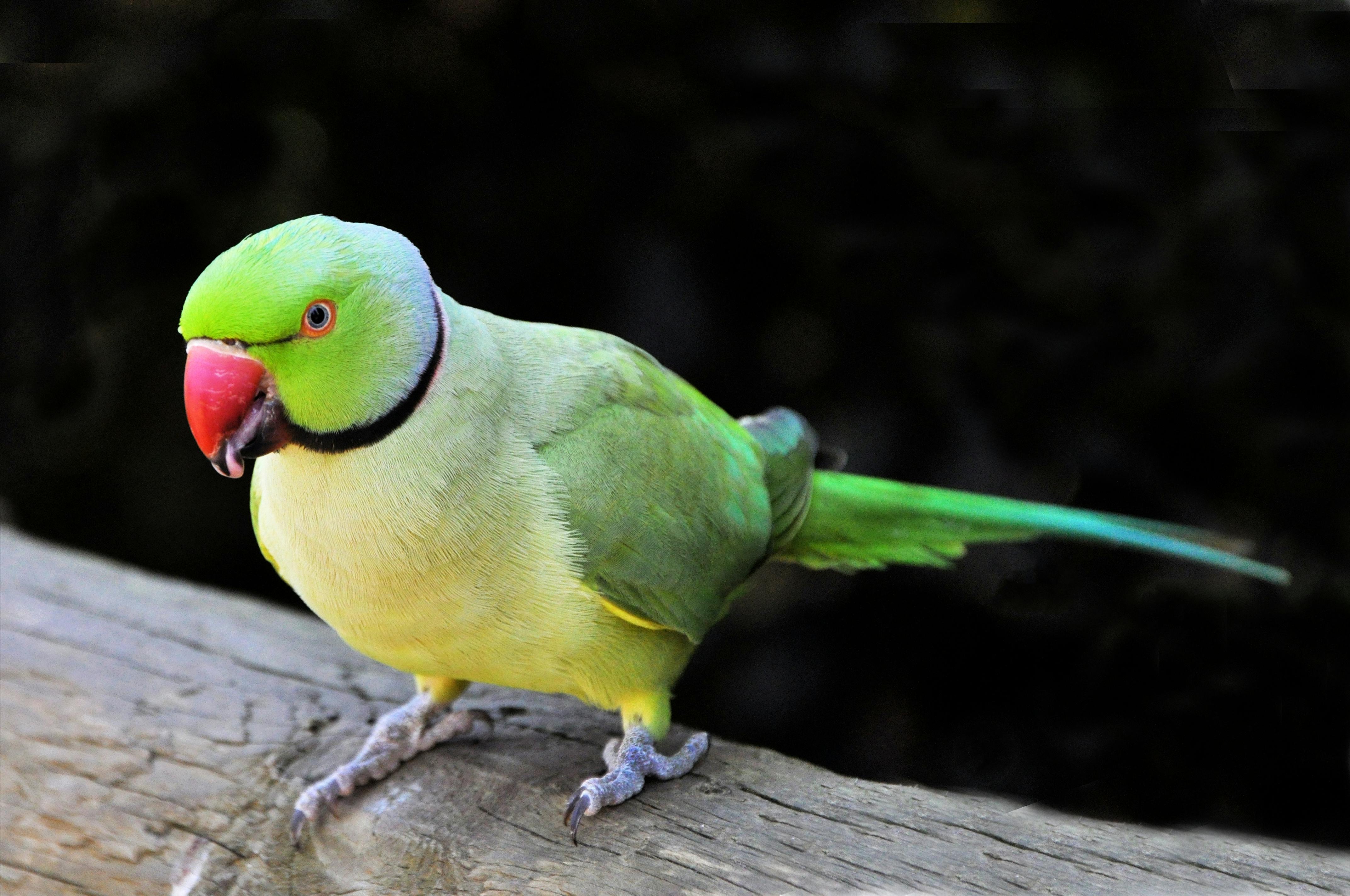 vastu tips for parrot keeping parrot at home is auspicious or not know vastu tips 2