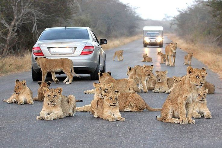 video 9 lions came out for a walk on the highway drivers captured them on camera 1