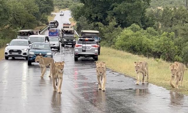 video 9 lions came out for a walk on the highway drivers captured them on camera 2