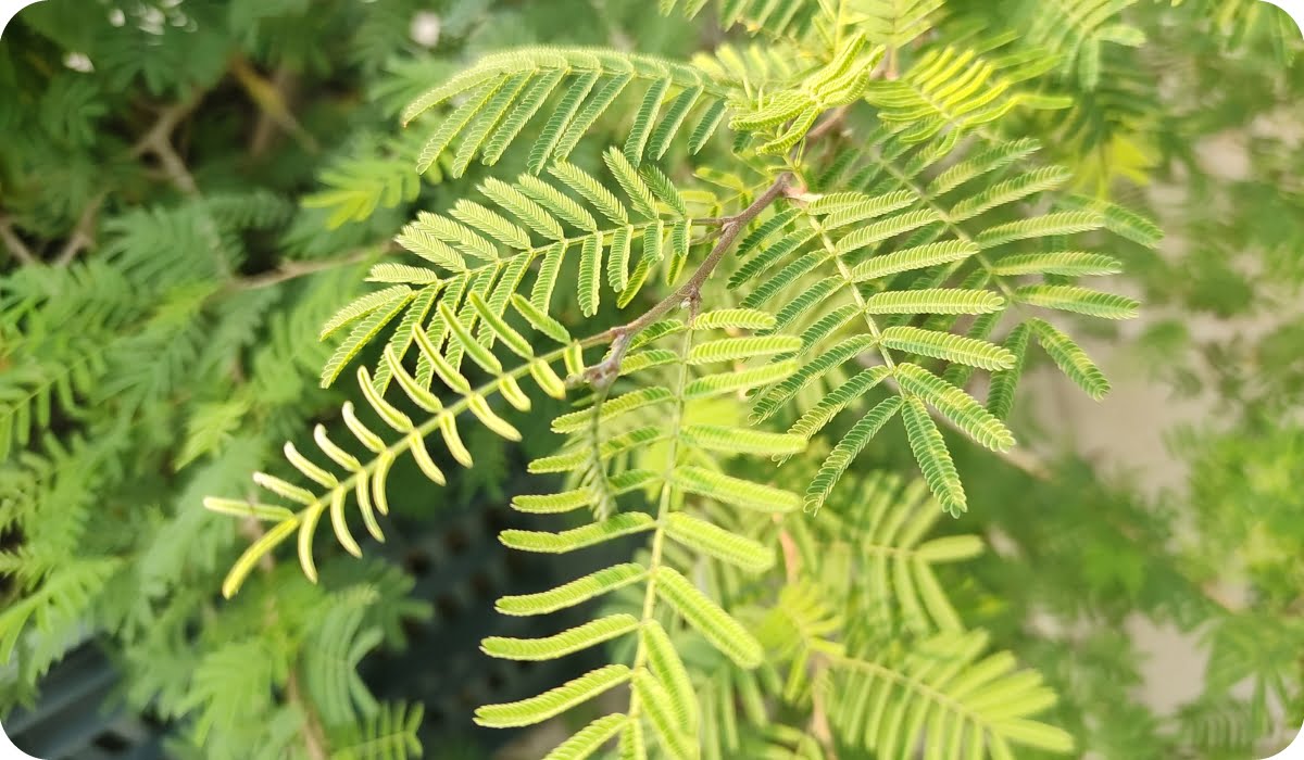 watering shami plants on this day will bring financial benefits 1