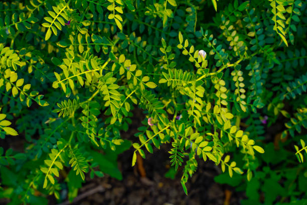 watering shami plants on this day will bring financial benefits 2