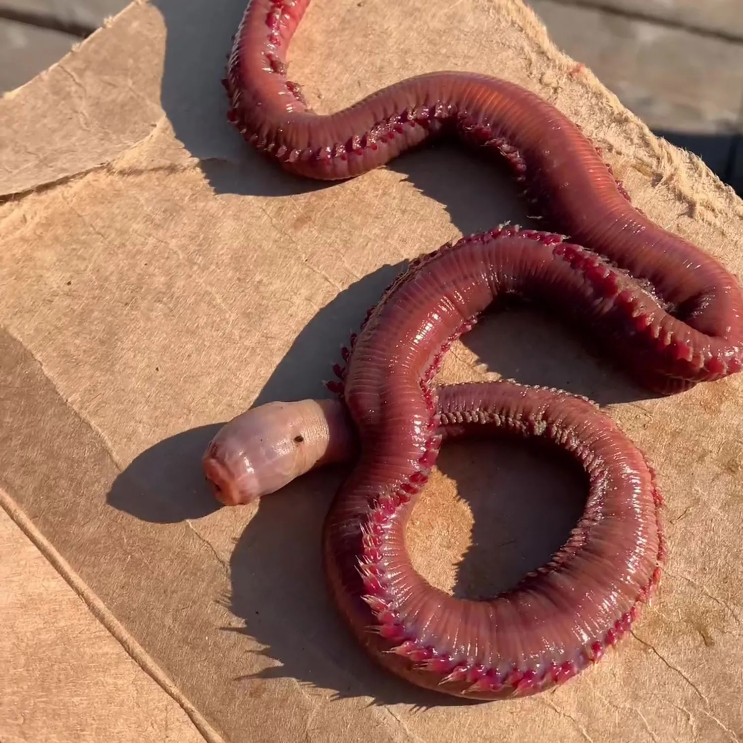 weird alien sea creature found by whale watchers at ocean shore 1