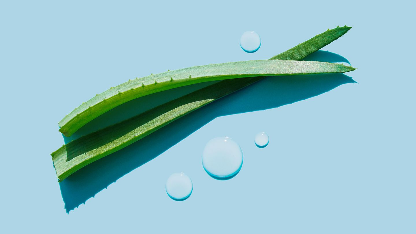 aloe vera guide alt 1440x810 1