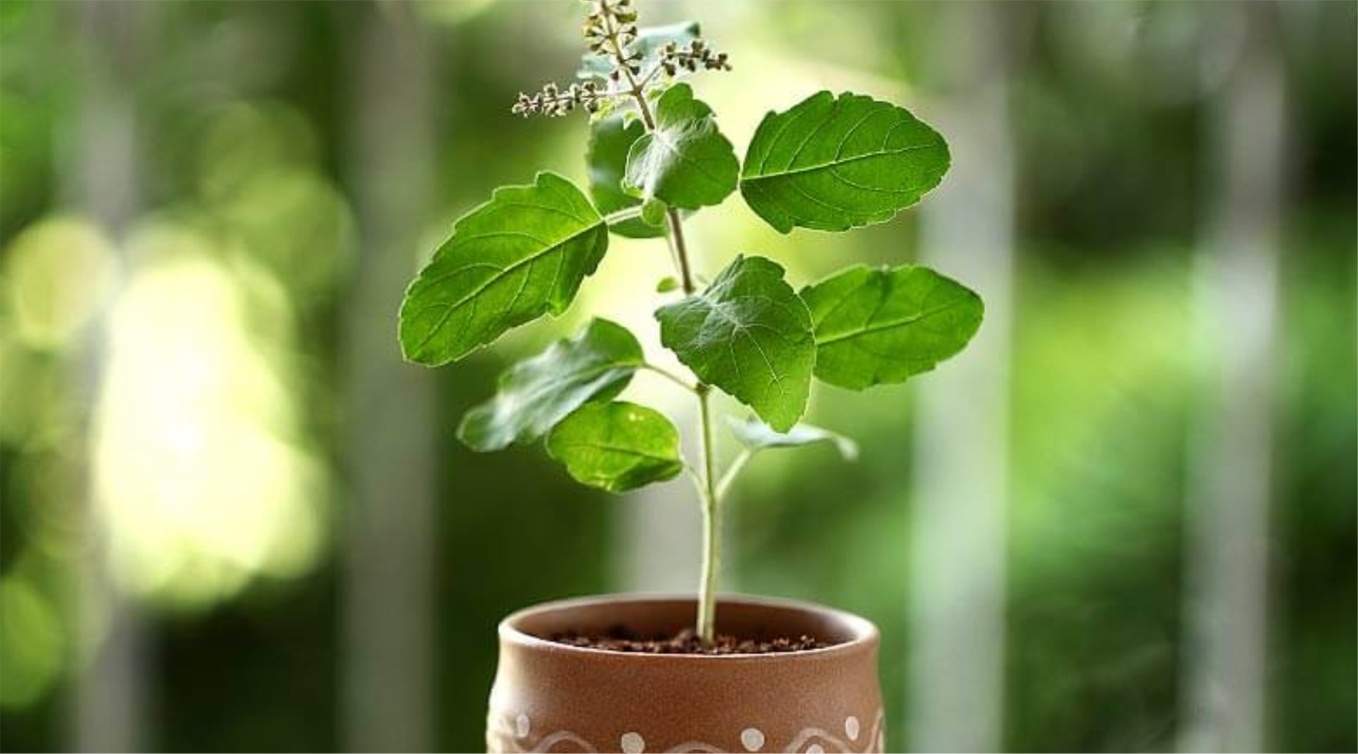 can we keep tulsi plant in kitchen 1