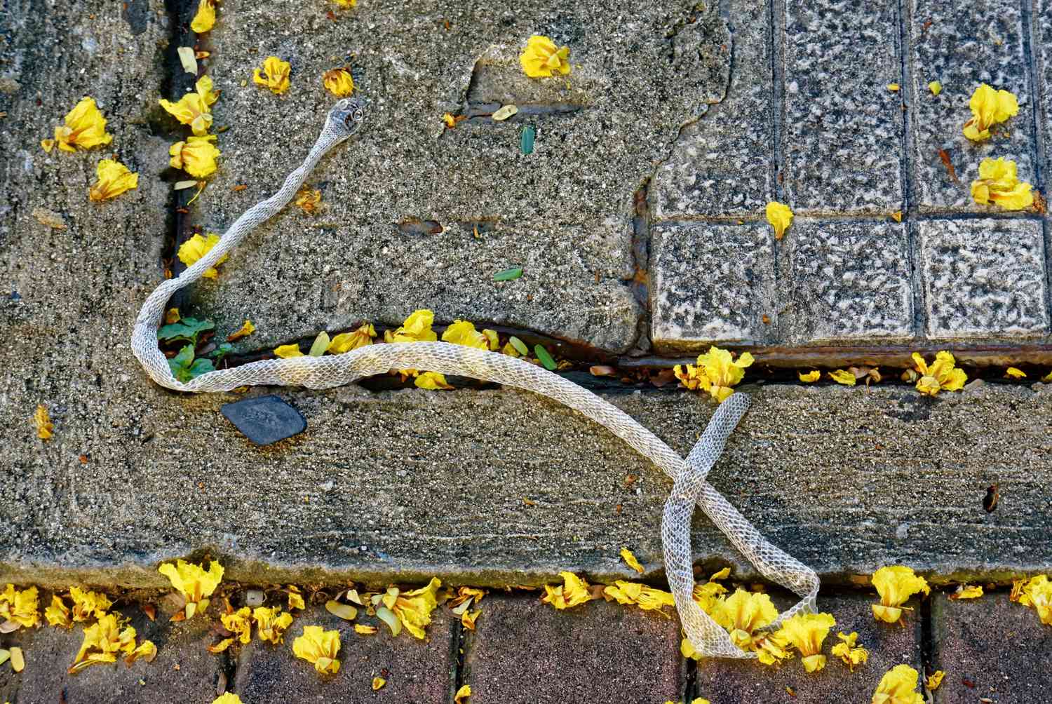 high angle view of dry snakeskin and yellow flowers on footpath 672709381 5b1840803418c60037449326