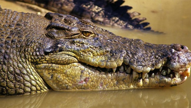 man dragged into water by crocodile in front of kids search continues 1