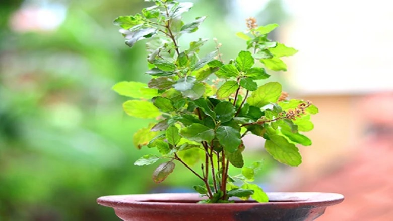 vastu tips for tulsi and money plant bring good luck and prosperity 1