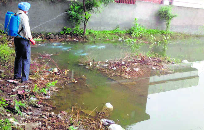 172 dengue patients in the city in just one week 23 water samples unfit1