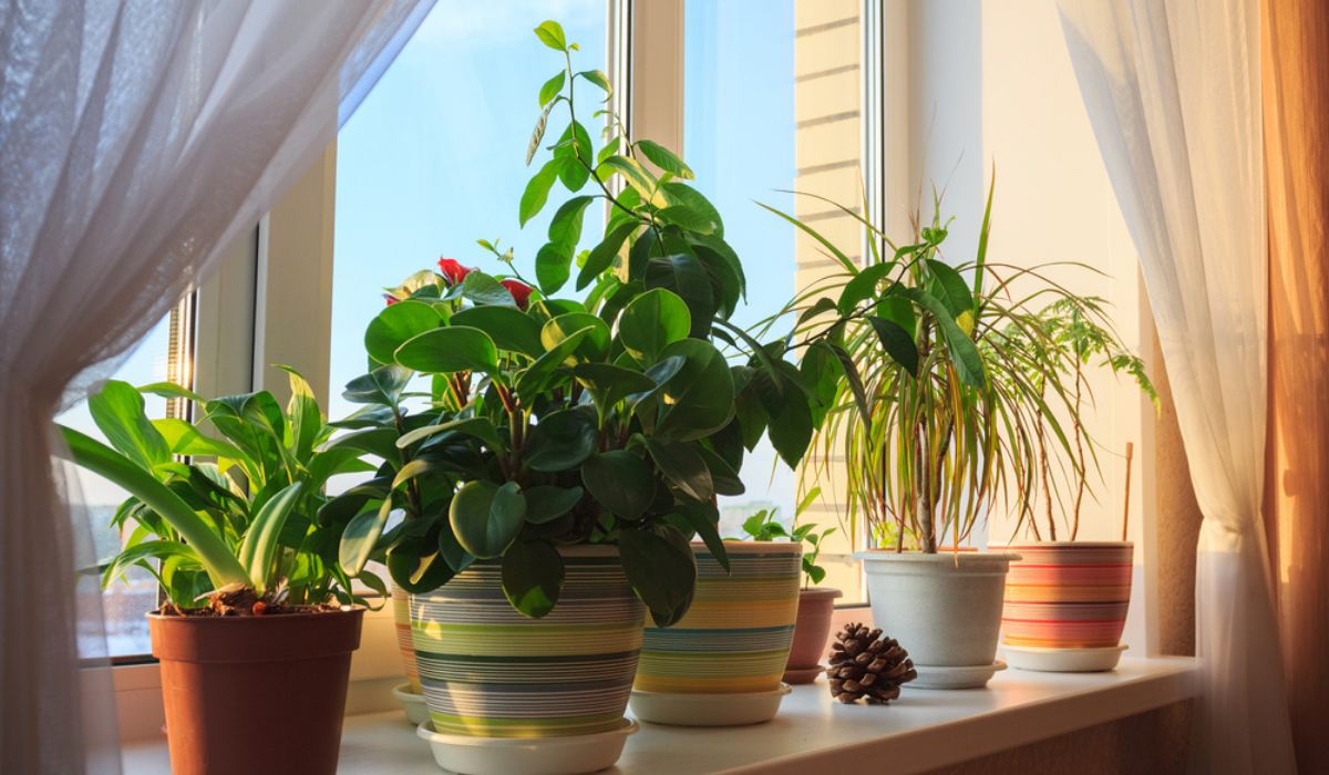 Indoor plants and their effect on Vastu