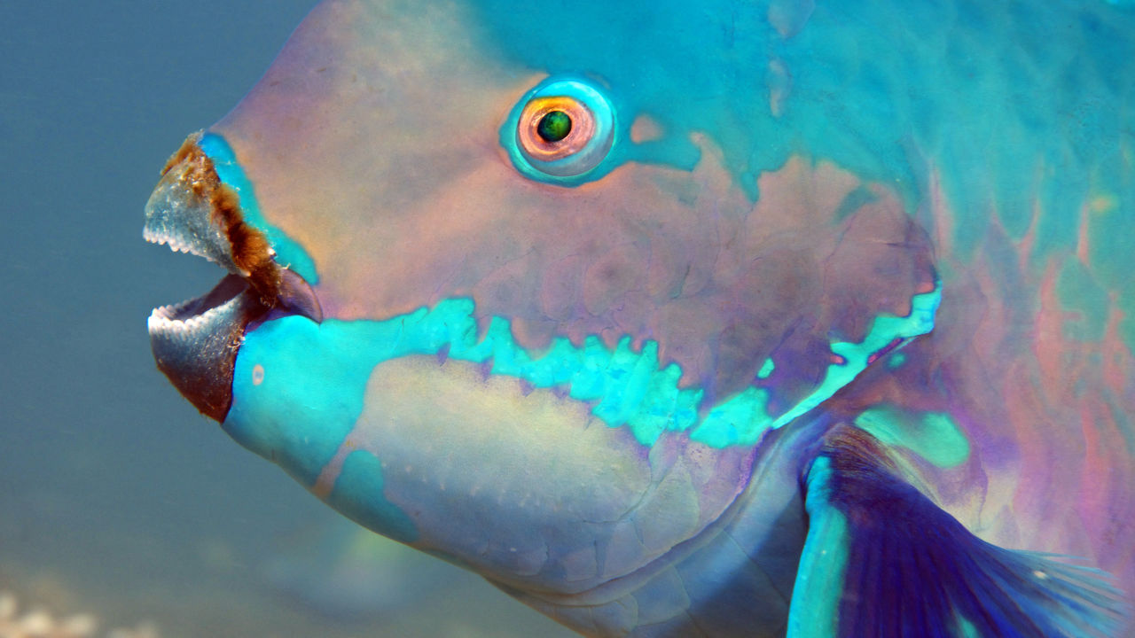 amazing parrotfish known for their vibrant colours strong teeth eat corals1