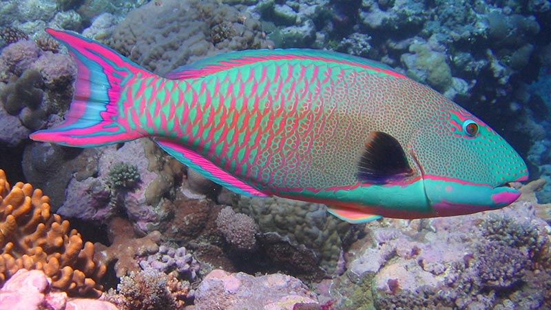 amazing parrotfish known for their vibrant colours strong teeth eat corals2